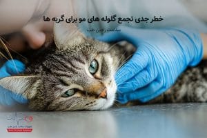 هیربال گربه آنتی هیربال گلوله مو گربه ها جلوگیری از هیربال مالت گربه