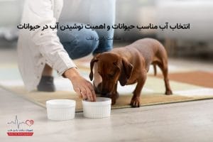 انتخاب آب مناسب حیوانات